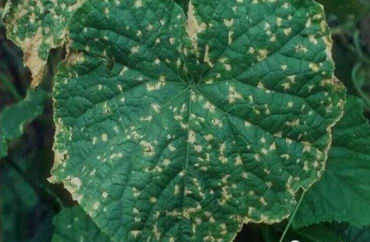 靶斑病用什么药，靶斑病