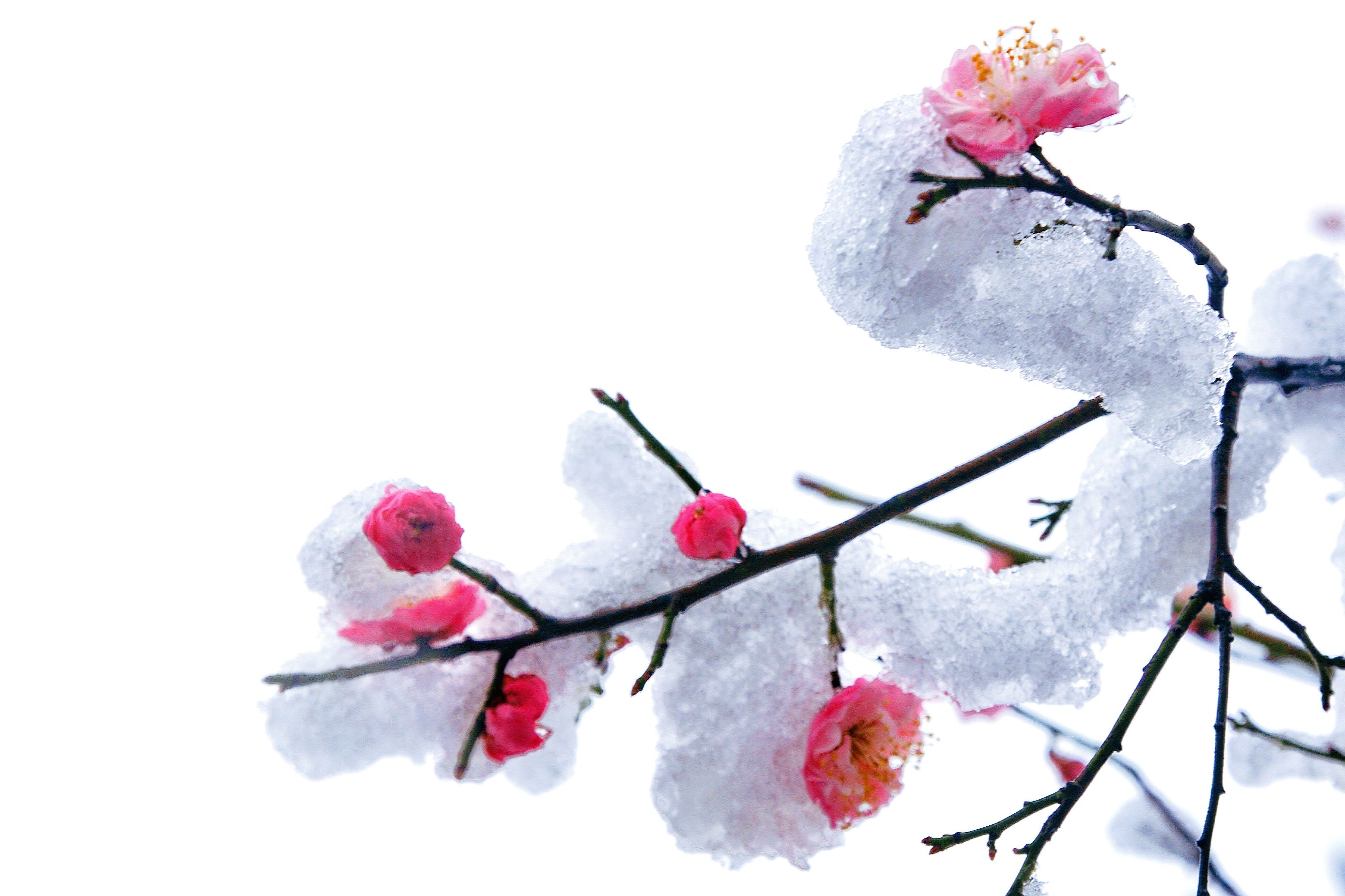 白雪飘零是什么意思,白雪飘零 白雪飘零是什么意思,白雪飘零