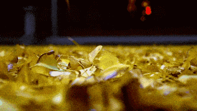 爱晚红枫医养服务及培训中心，爱晚红枫