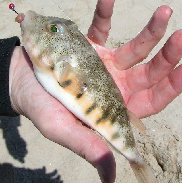 暗纹东方鲀怎么养，暗纹东方鲀