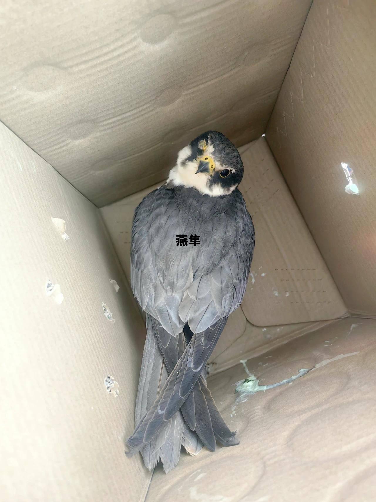 燕隼是几级保护动物，燕隼