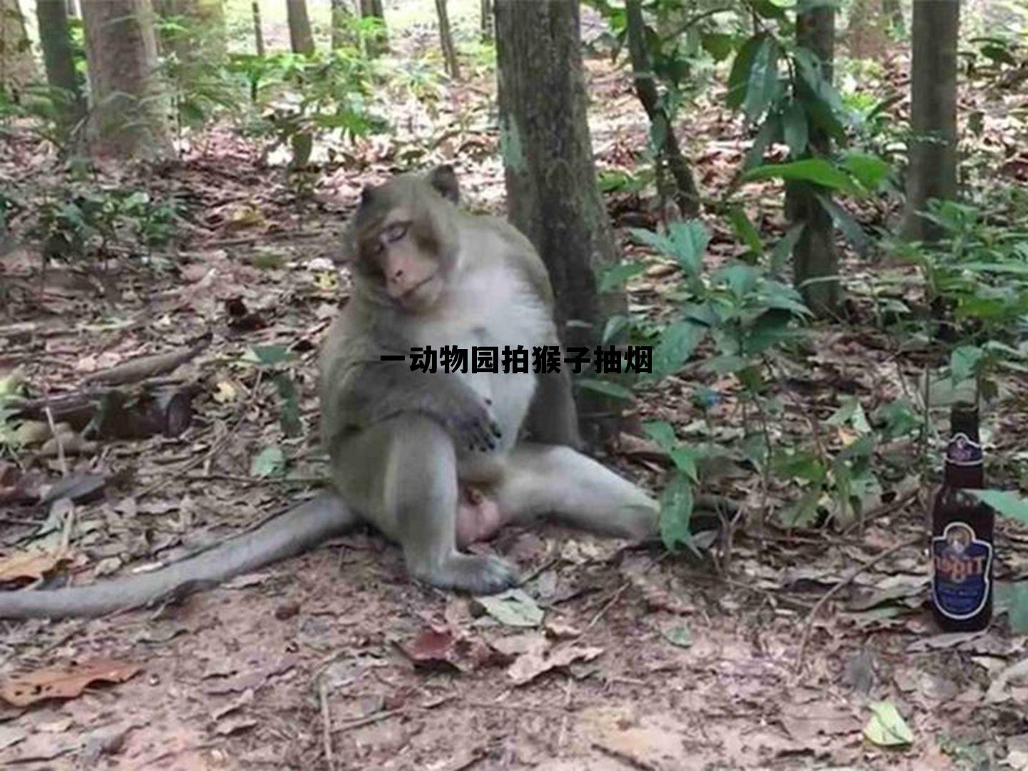 一动物园拍猴子抽烟的简单介绍