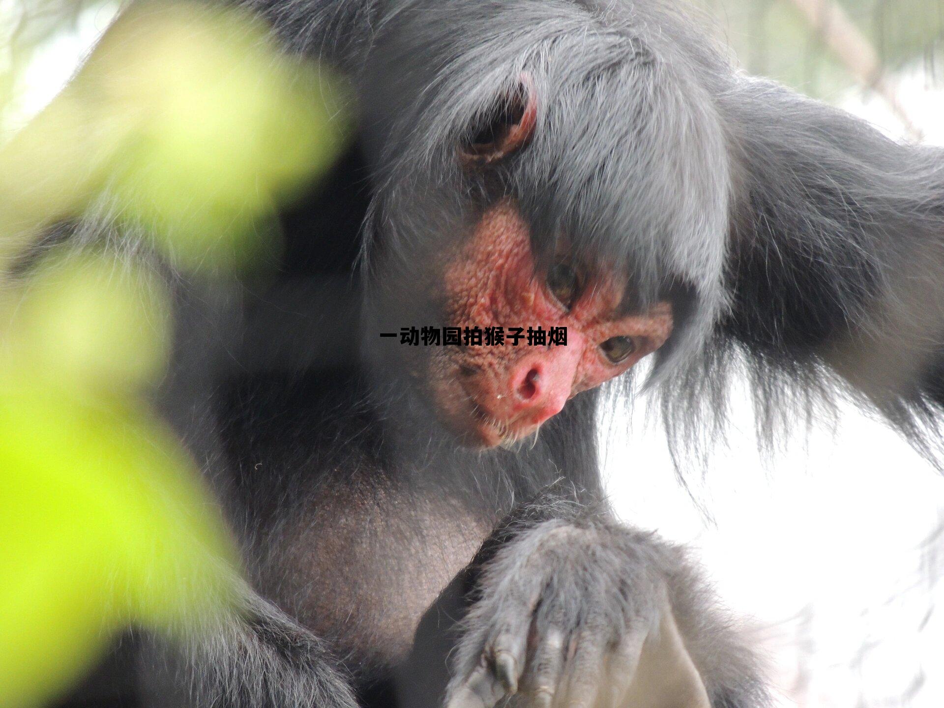 一动物园拍猴子抽烟的简单介绍