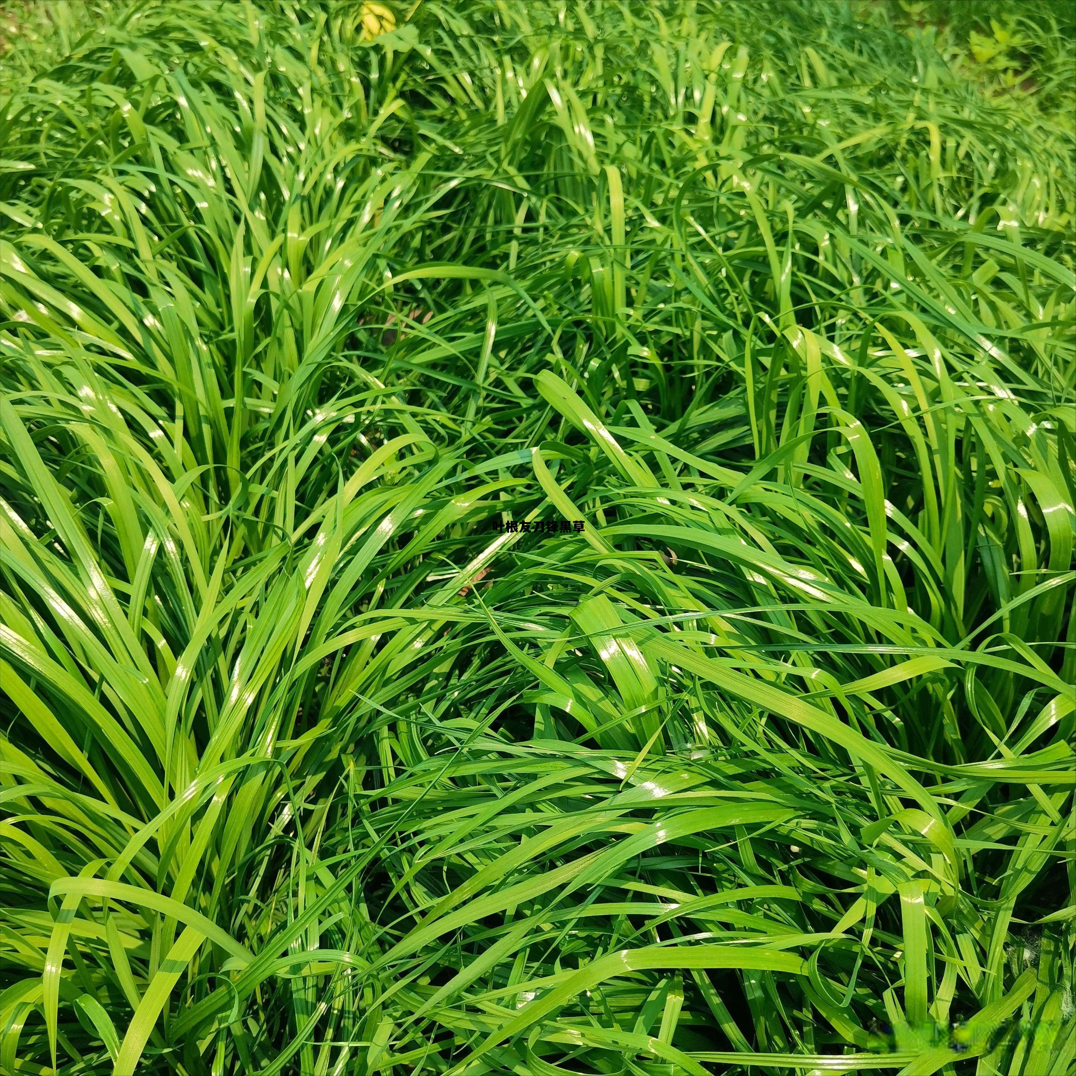 叶根友刀锋黑草 常规，叶根友刀锋黑草