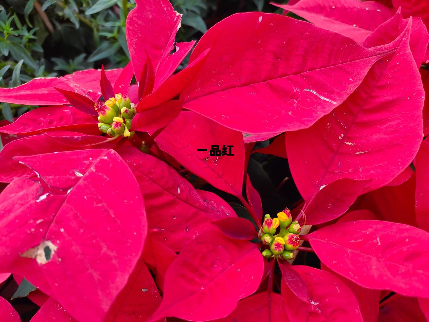 一品红人秦阳方媛免费阅读，一品红