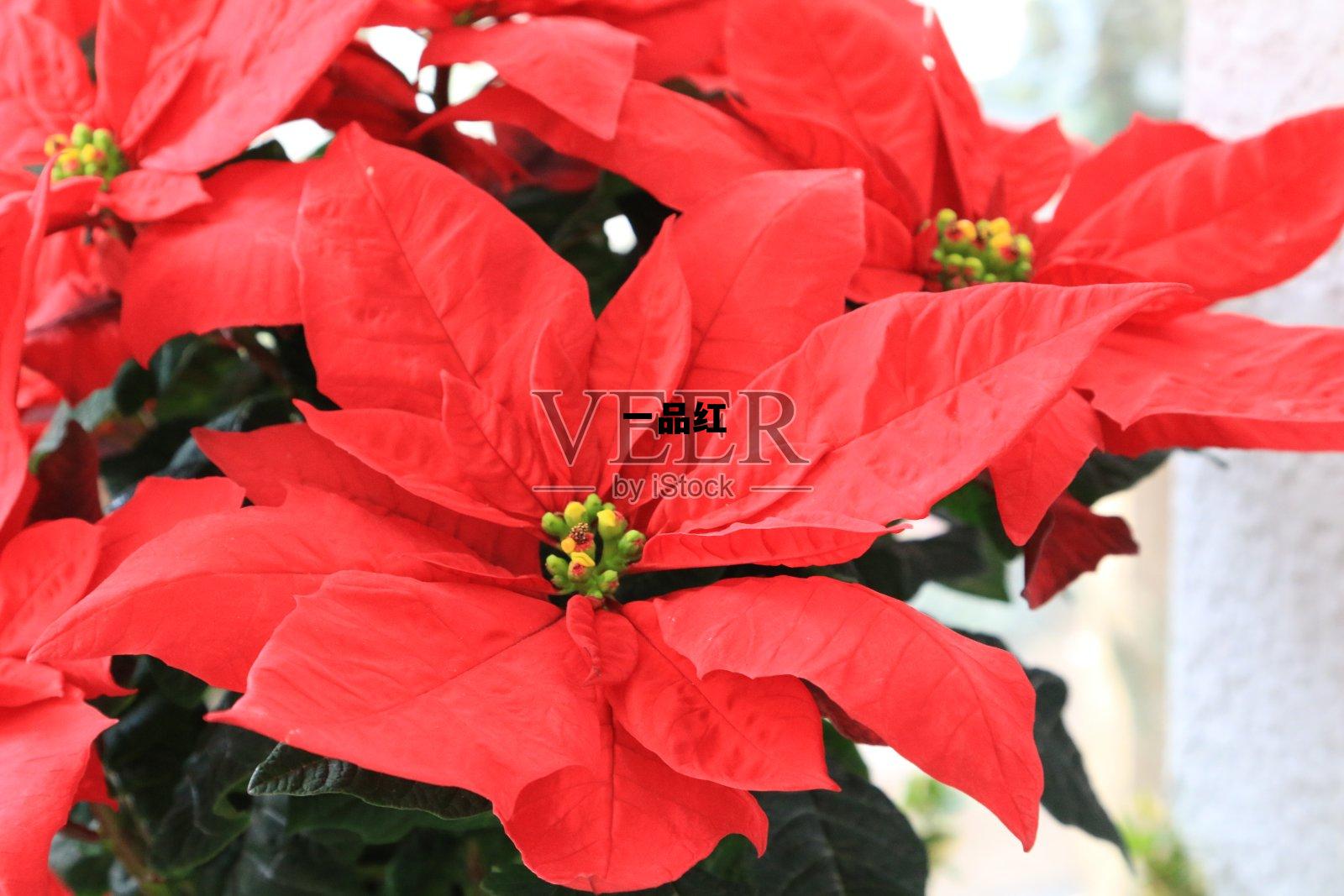 一品红人秦阳方媛免费阅读，一品红