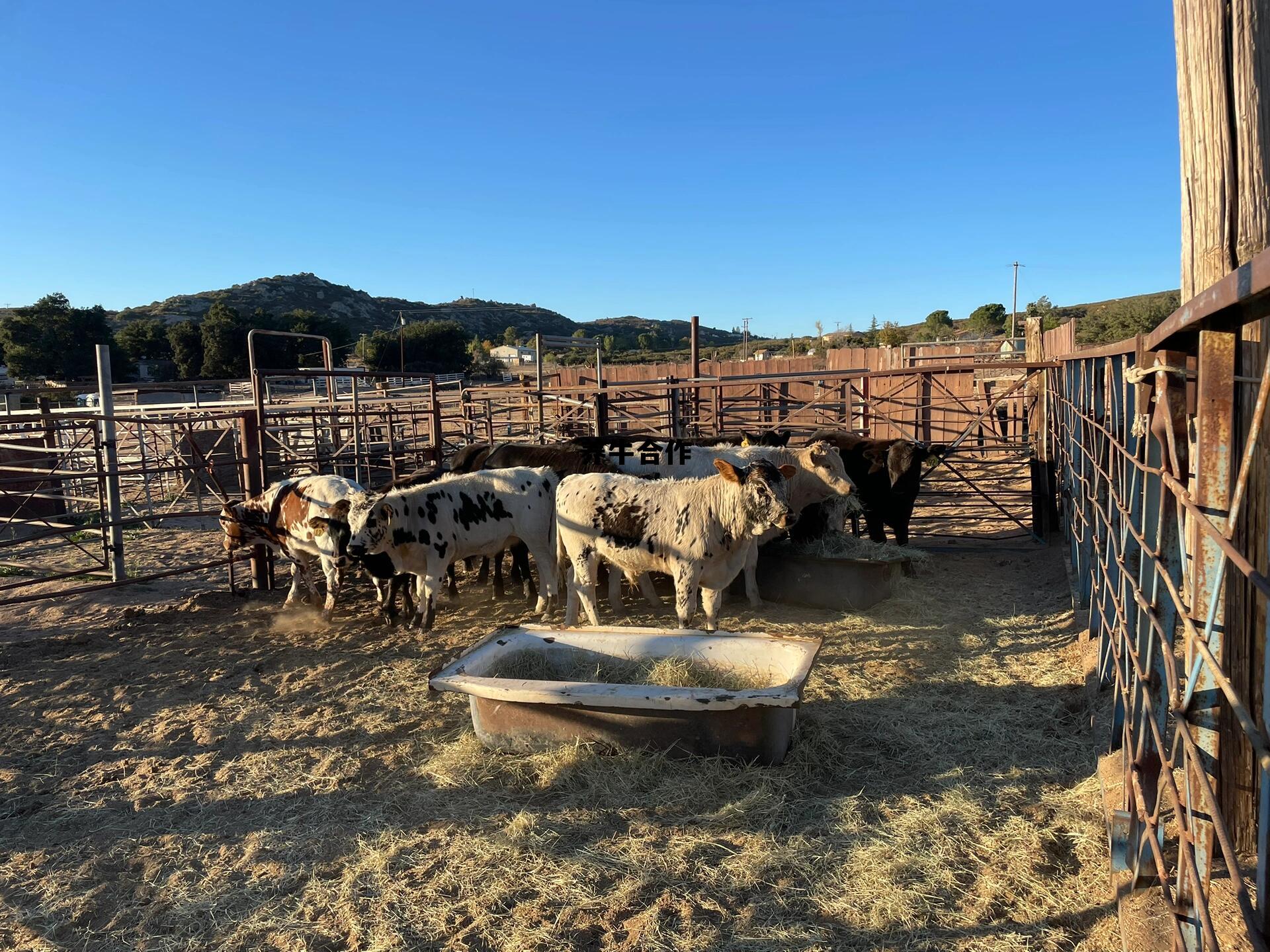 养牛合作社补贴标准，养牛合作